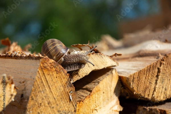 Fototapeta chopped wood with a snail lying on top