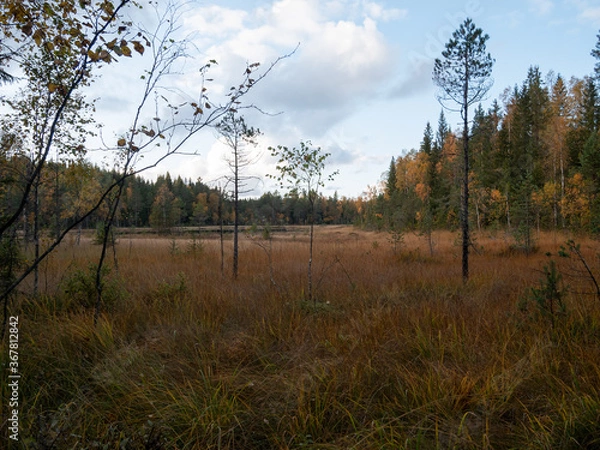 Obraz autumn in the forest