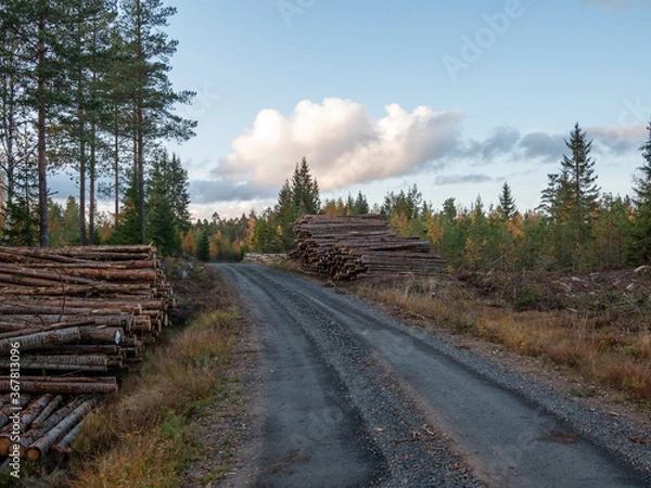 Fototapeta road in the forest