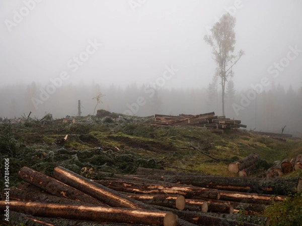 Fototapeta logging site