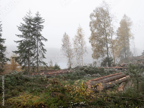 Fototapeta forest in autumn