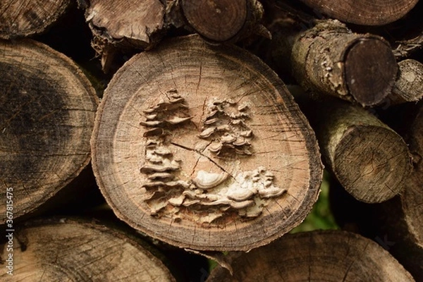 Obraz Champignon sur tronc