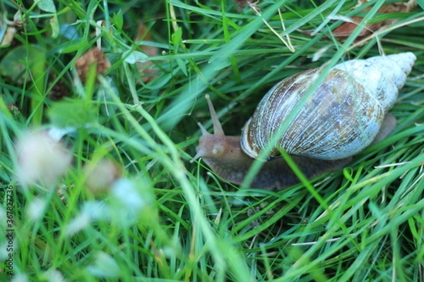 Obraz snail on the grass