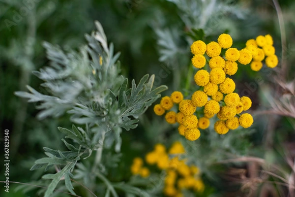 Fototapeta Common tansy is a perennial herbaceous plant of the Asteraceae family or compound flowers. Small yellow flowers on small shrubs, for medicinal use, with a specific aroma

