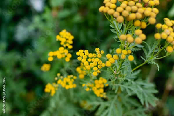 Fototapeta Common tansy is a perennial herbaceous plant of the Asteraceae family or compound flowers. Small yellow flowers on small shrubs, for medicinal use, with a specific aroma
