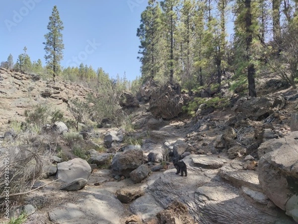 Fototapeta pine trees in the mountains