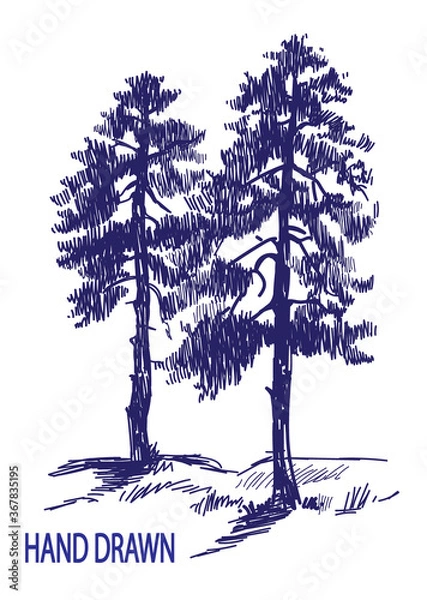 Fototapeta Spruce forest. Two large old firs. Tall beautiful trees. Drawing by hand in vintage style.