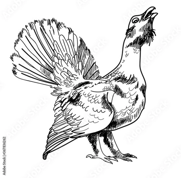 Fototapeta Bird capercaillie, black grouse. Hunting trophy. Drawing by hand in vintage style. Strokes, lines. Pencil drawing.