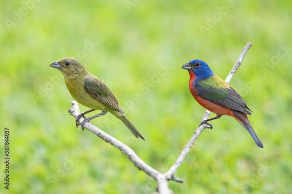 Obraz Painted Bunting Pair Perched on Bare Branch Against Spring Green Background