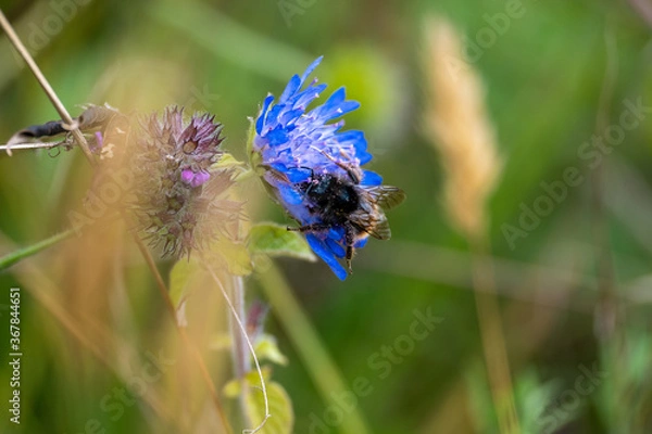 Obraz Bee On A Flower
