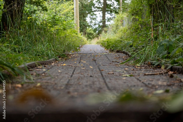 Obraz footpath in the forest