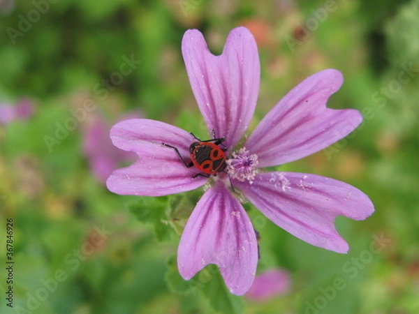 Fototapeta Common mallow (Malva sylwestris) - pink/purple meadow flower with the firebug inside (Pyrrhocoris apterus)