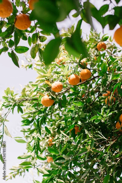 Obraz Tree with tangerine fruits and green leaves. Harvesting.