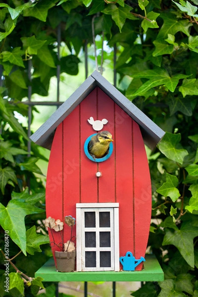Obraz great titmouse looking out red bird house in the garden surounded by ivy