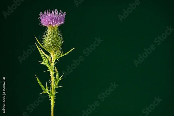 Obraz purple thistle flower