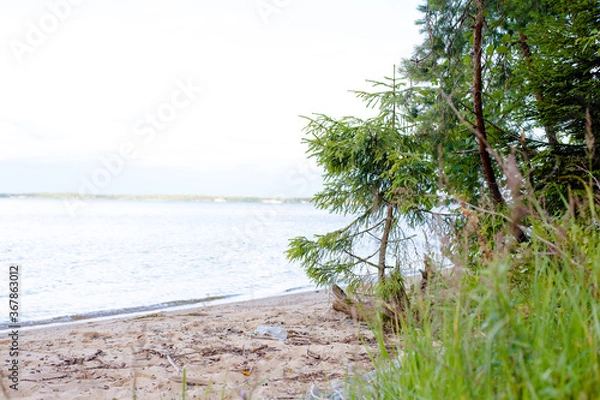 Obraz tree on the beach