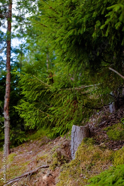 Obraz forest in the forest