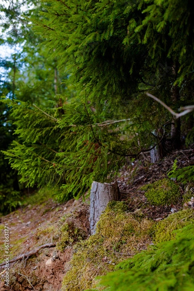 Obraz old stump, fir
