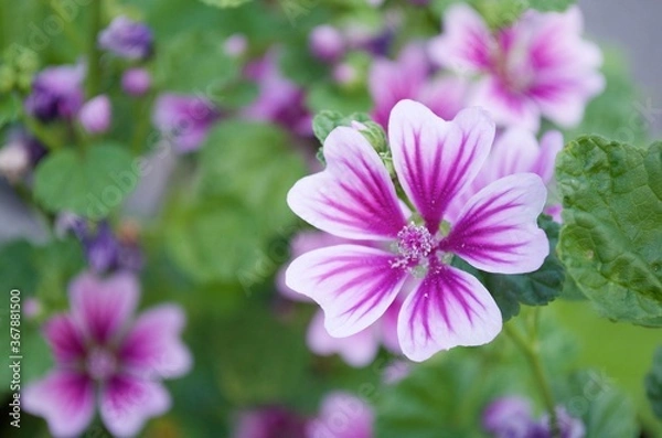 Obraz ゼニアオイ