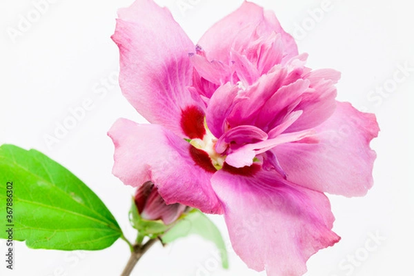 Obraz pink flower isolated on white
