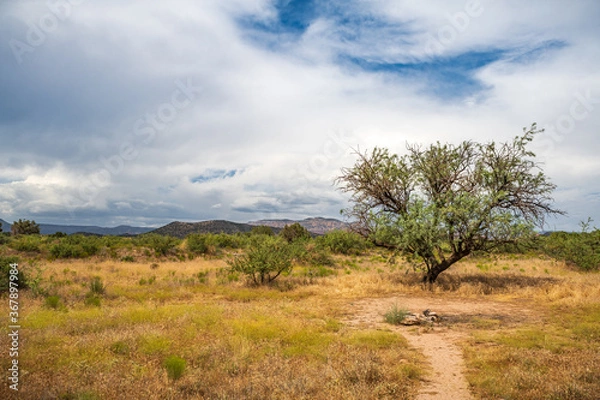 Obraz Desert Mesquite Fields