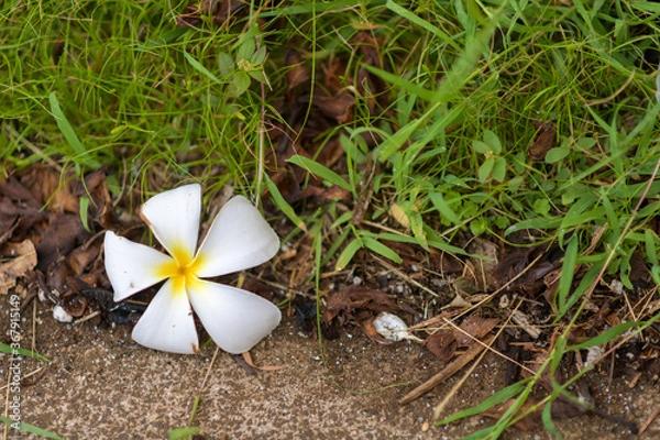 Fototapeta white crocus flower
