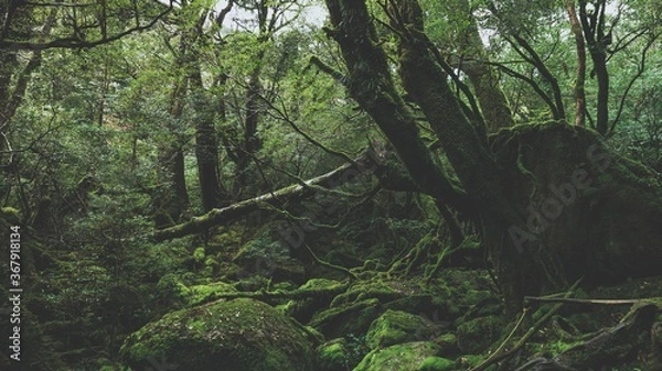 Obraz Photography of Shiratani Unsuikyo.
Yakushima Island exploration in 2019.
