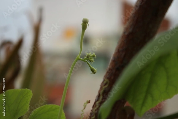 Obraz green leaf on a tree