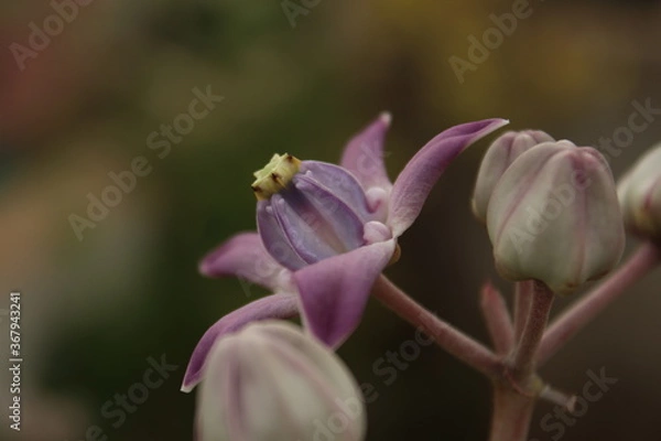 Fototapeta pink flower