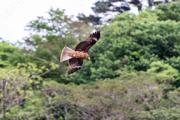 Fototapeta 鷲　鷹　トンビ　鳥