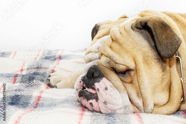 Obraz Bulldog on a plaid