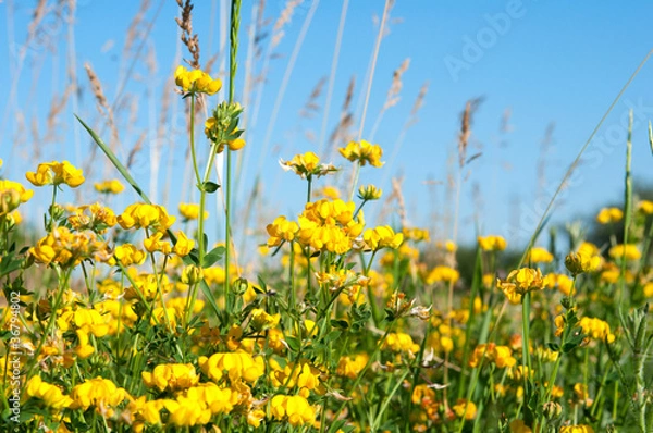 Obraz yellow flowers