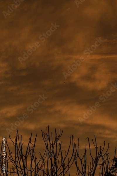 Obraz sunset over the field