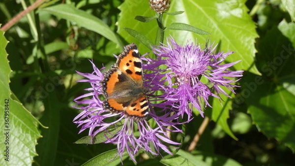 Obraz butterfly on pink flower