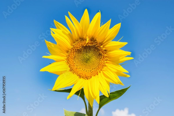 Obraz Beautiful sunflower bloomed in a field in summer in Kharkov