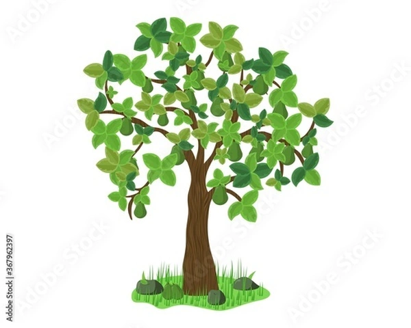 Obraz Avocado tree on grass. Vector design Illustration.