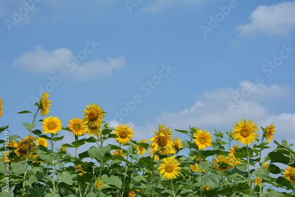 Obraz Sunflowers on blue sky background