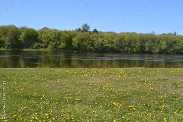 Obraz summer landscape with lake and flowers
