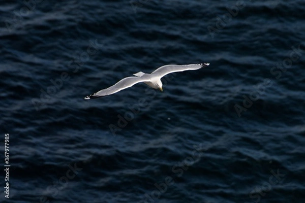 Obraz seagull in flight