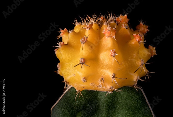 Obraz Yellow moon cactus close up