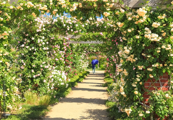 Fototapeta 一本木公園 バラのトンネル