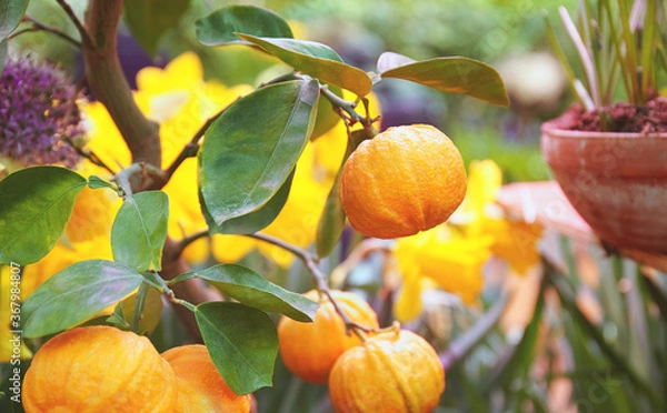 Fototapeta Juicy citrus fruits on a bush in the greenhouse