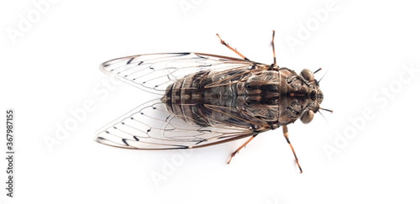 Obraz Cicadas isolated on a white background.