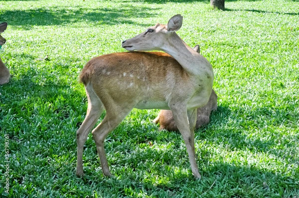 Obraz Deer in a zoo in Thailand