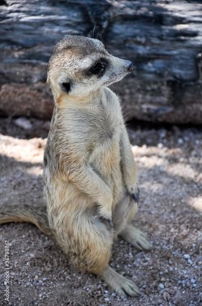 Obraz Meerkat or Suricate, in the zoo