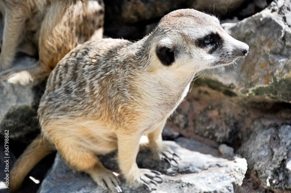 Obraz Meerkat or Suricate, in the zoo