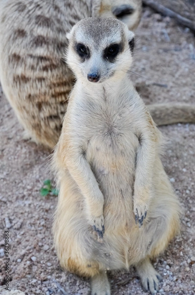 Obraz Meerkat or Suricate, in the zoo