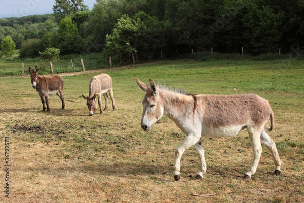 Obraz quiet donkey in a field in spring, ane