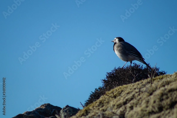 Fototapeta White wagtail outdoors on a rock with moss, in sunlight