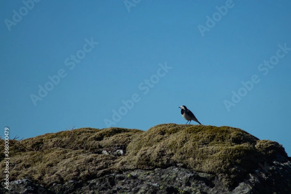 Fototapeta White wagtail outdoors on a rock with moss, in sunlight